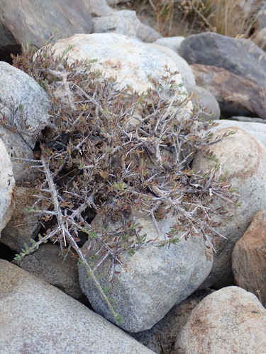 Lonicera spinosa, photograph 3