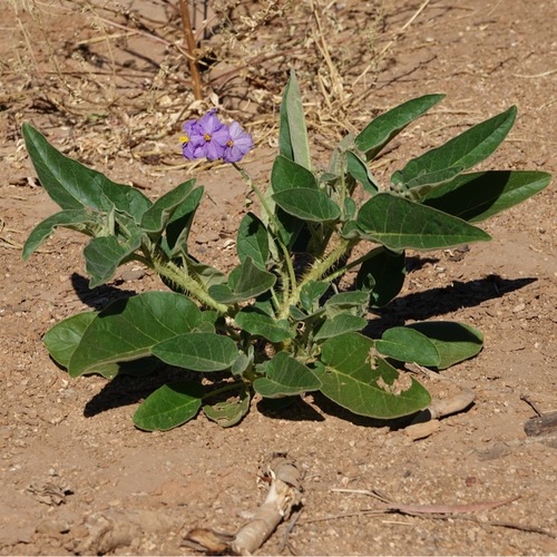 Solanum lucani