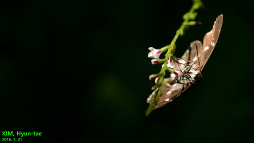 White-banded Flat