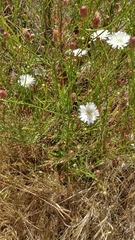 Malacothrix saxatilis tenuifolia