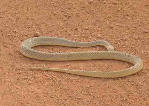 Western Rufous Beaked Snake