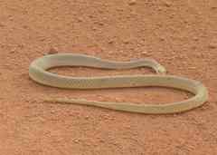 Western Beaked Snake photo 1