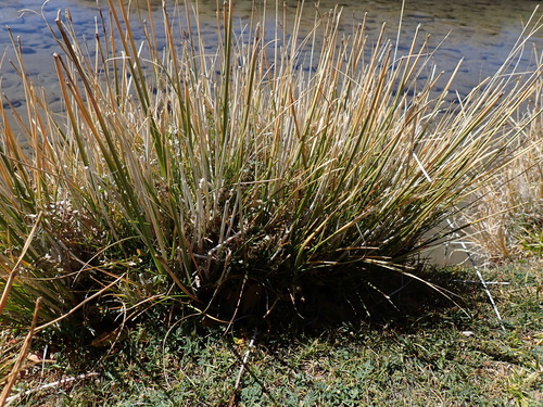 Carex deasyi