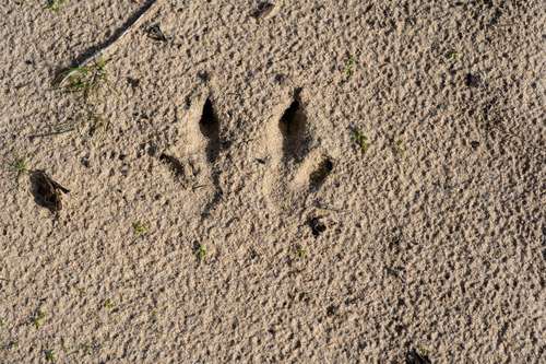 Diprotodontia