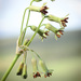 Cape Garlic - Photo (c) Oswald, some rights reserved (CC BY-NC), uploaded by Oswald
