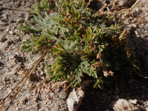 Potentilla multifida, photograph 3