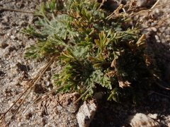 Potentilla multifida, photograph (c) Sagnik Dutta Roy, some rights reserved (CC BY)