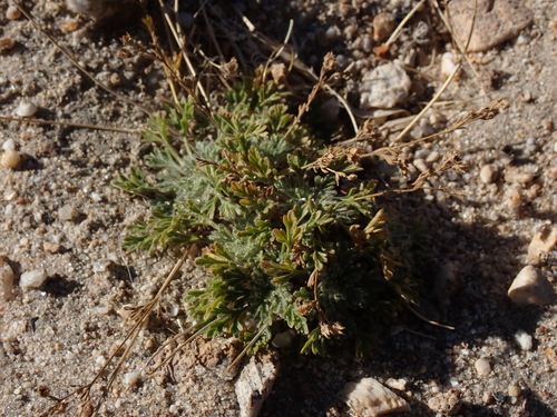 Divided Cinquefoil (Potentilla multifida)