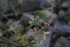 Mandenovia komarovii