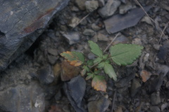Mandenovia komarovii