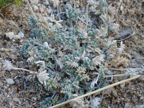 Tartary Locoweed (Oxytropis tatarica)