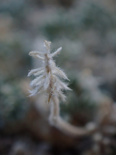 Image of Oxytropis tatarica by (c) Sagnik Dutta Roy, some rights reserved (CC BY)
