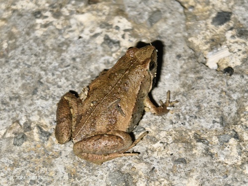 East Asian Ornate Chorus Frog