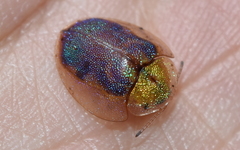Eurypepla brevilineata
