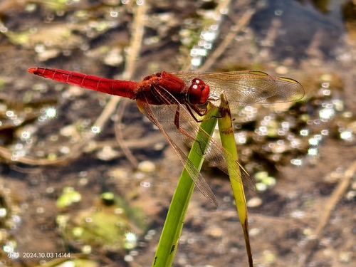 Scarlet Skimmer