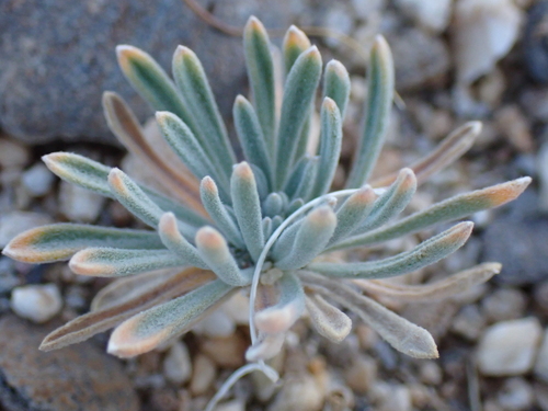 Himalayan Alyssum (Ptilotrichum canescens)