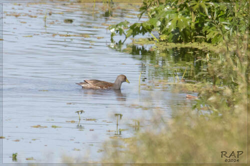 Spot-flanked Gallinule (Porphyriops melanops), photo 10