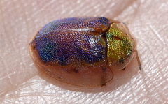 Eurypepla brevilineata
