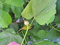 Contarinia tiliarum