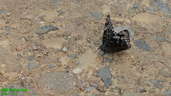 Dichorragia nesimachus