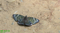 Dichorragia nesimachus