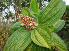 Miconia tococa