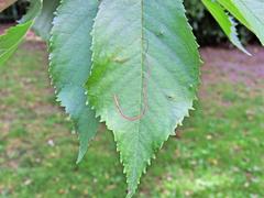 Lyonetia clerkella