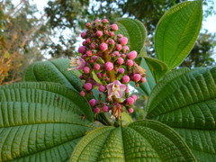 Miconia tococa