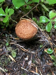 Suillus lakei