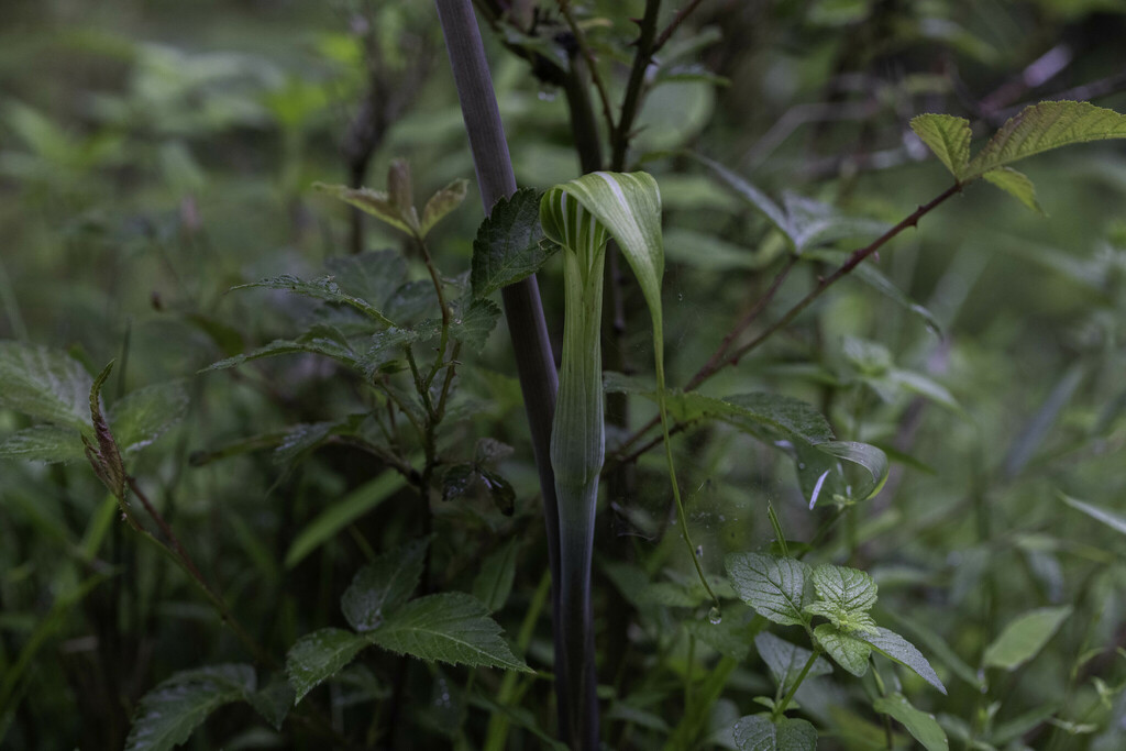 Arisaema concinnum