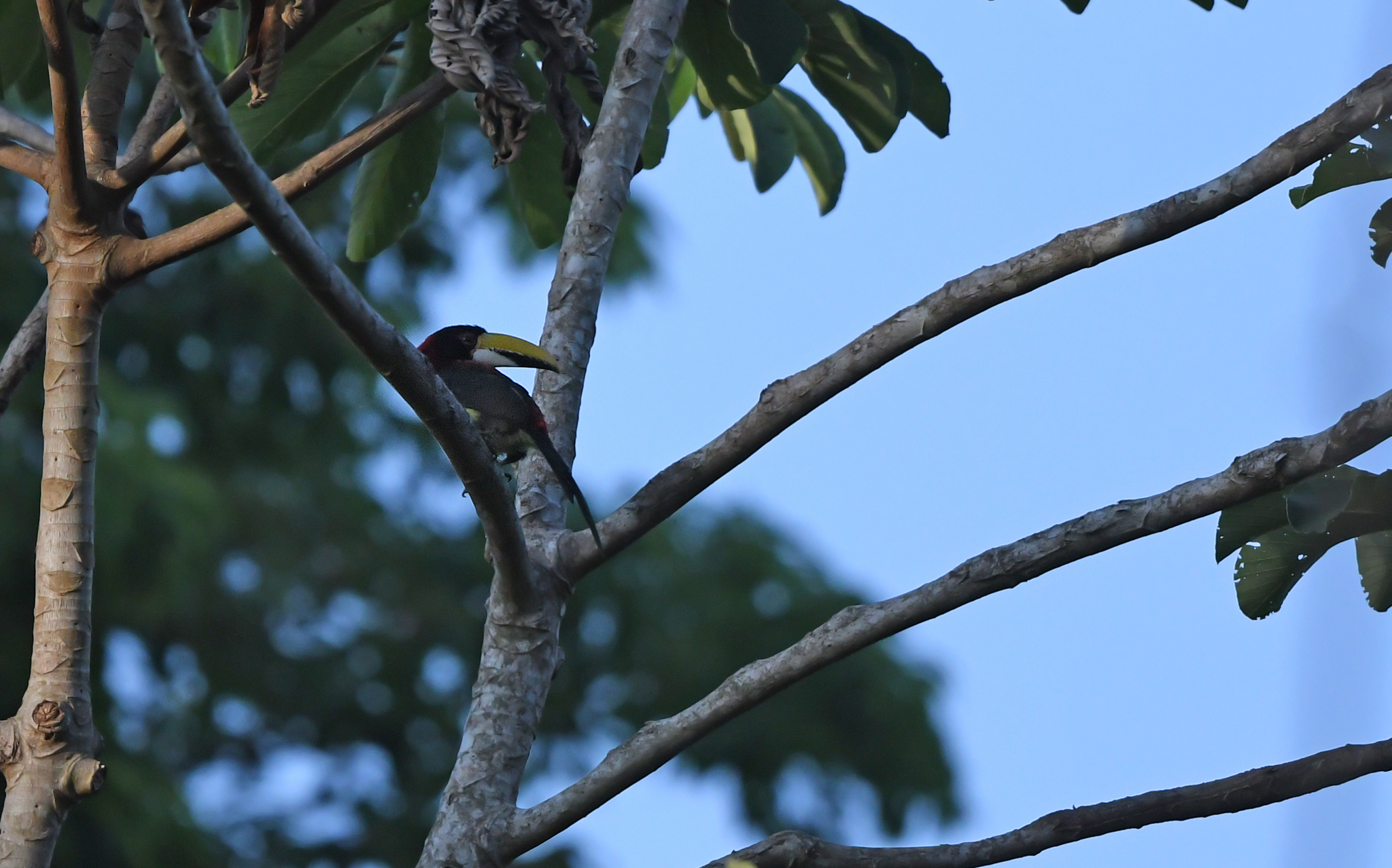 Red-necked Aracari (Pteroglossus bitorquatus), photo 3