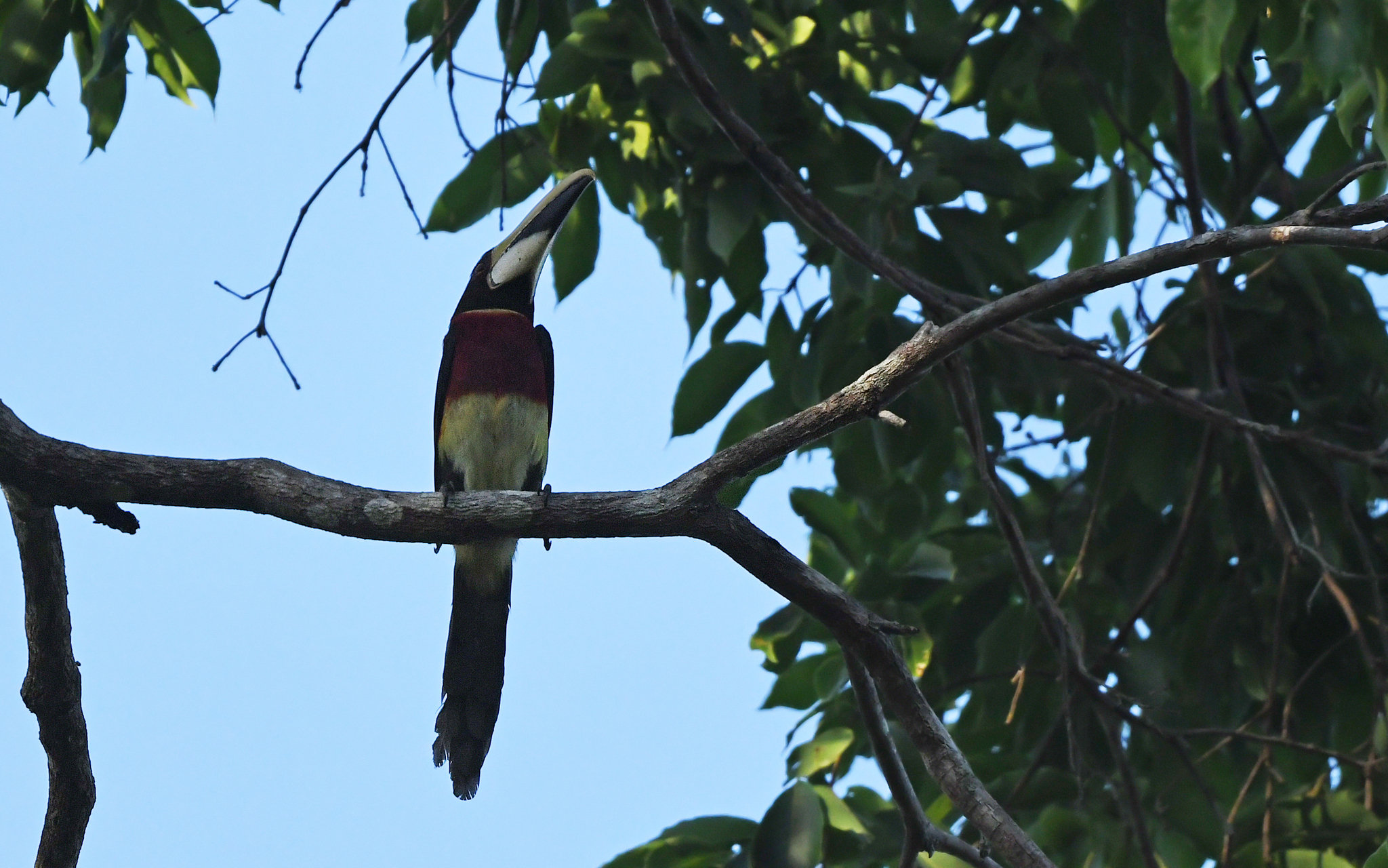Red-necked Aracari (Pteroglossus bitorquatus), photo 1