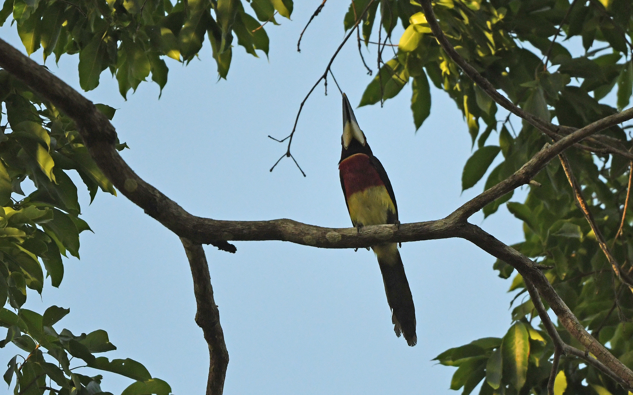 Red-necked Aracari (Pteroglossus bitorquatus), photo 2