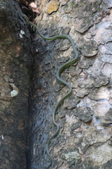 Chrysopelea paradisi