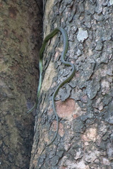 Chrysopelea paradisi