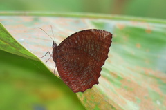 Elymnias hypermnestra beatrice
