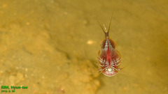 Triops granarius