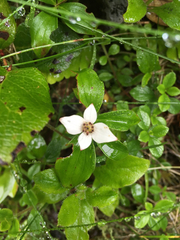 Cornus unalaschkensis