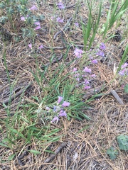 Penstemon oliganthus