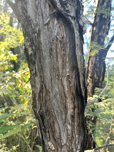 Image of Melaleuca groveana by (c) prossington, some rights reserved (CC BY)