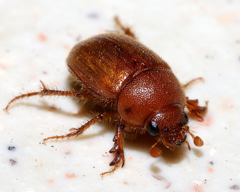 Sand-loving Scarab Beetles