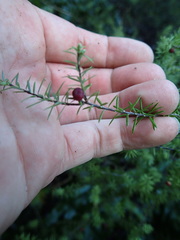 Leptecophylla juniperina