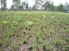 Bulbostylis paradoxa