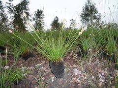 Bulbostylis paradoxa