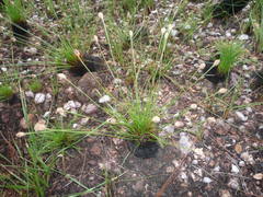 Bulbostylis paradoxa