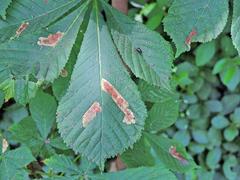 Cameraria ohridella