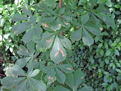 Cameraria ohridella
