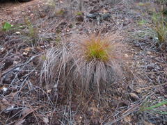 Bulbostylis paradoxa