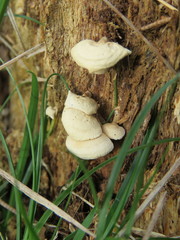 Panellus pusillus