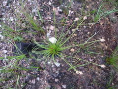 Bulbostylis paradoxa